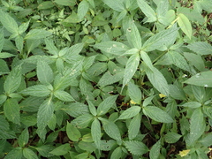 Impatiens tayemonii