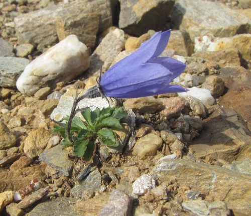 Mountain Harebell