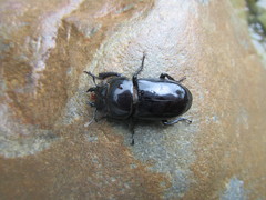 Dorcus schenklingi