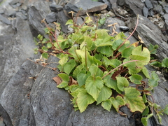 Viola shinchikuensis