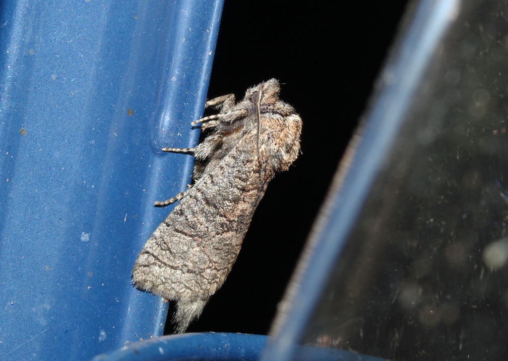 Brachylia plumbata