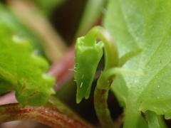 Viola shinchikuensis
