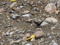 Papilio nephelus chaonulus