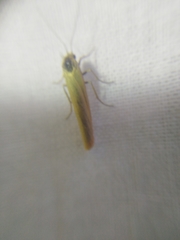 Eilema lutarella