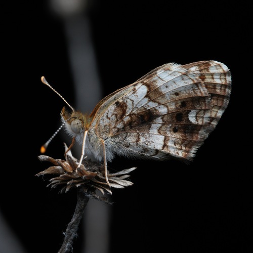 Pearl Crescent, Gainesville, FL, USA, photo 8 of 10