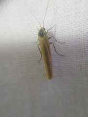 Eilema lutarella