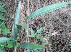 Alpinia stachyodes