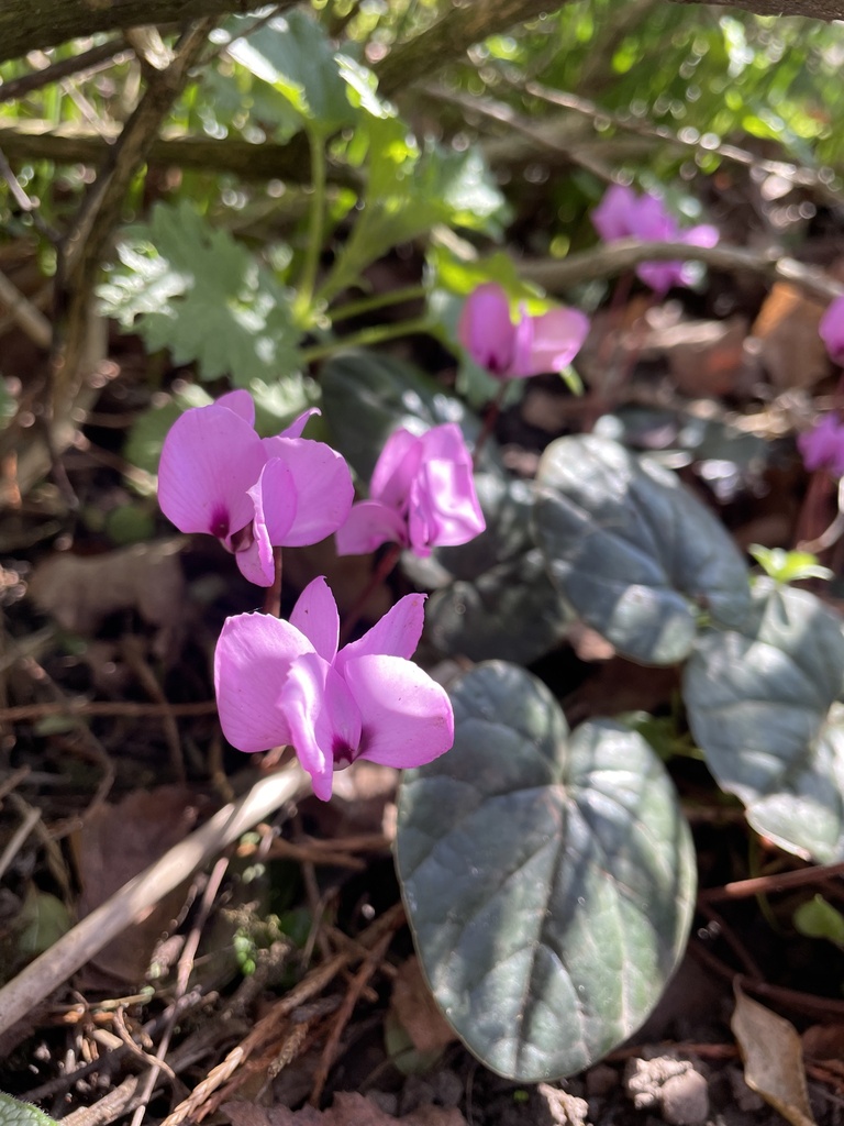 Eastern Sowbread from Askham Bryan College, York, England, GB on March ...