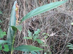 Alpinia stachyodes