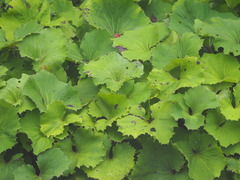 Petasites formosanus