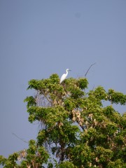 Egretta garzetta dimorpha
