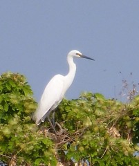 Egretta garzetta dimorpha