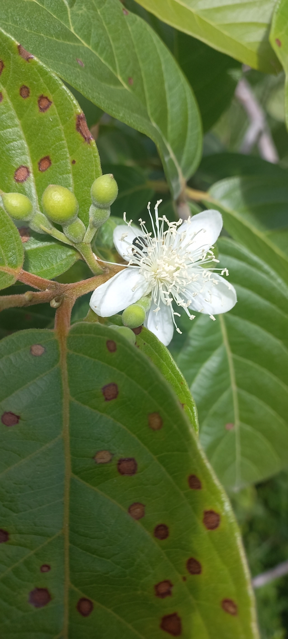 Psidium guajava