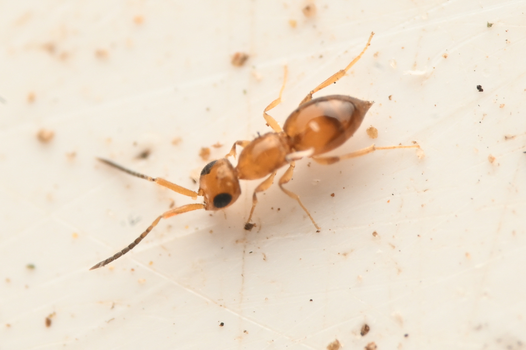Ceraphronidae