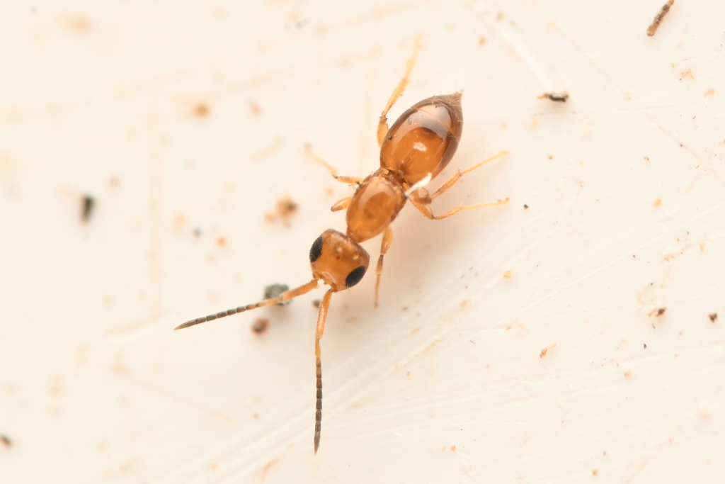 Ecitonetes subapterus