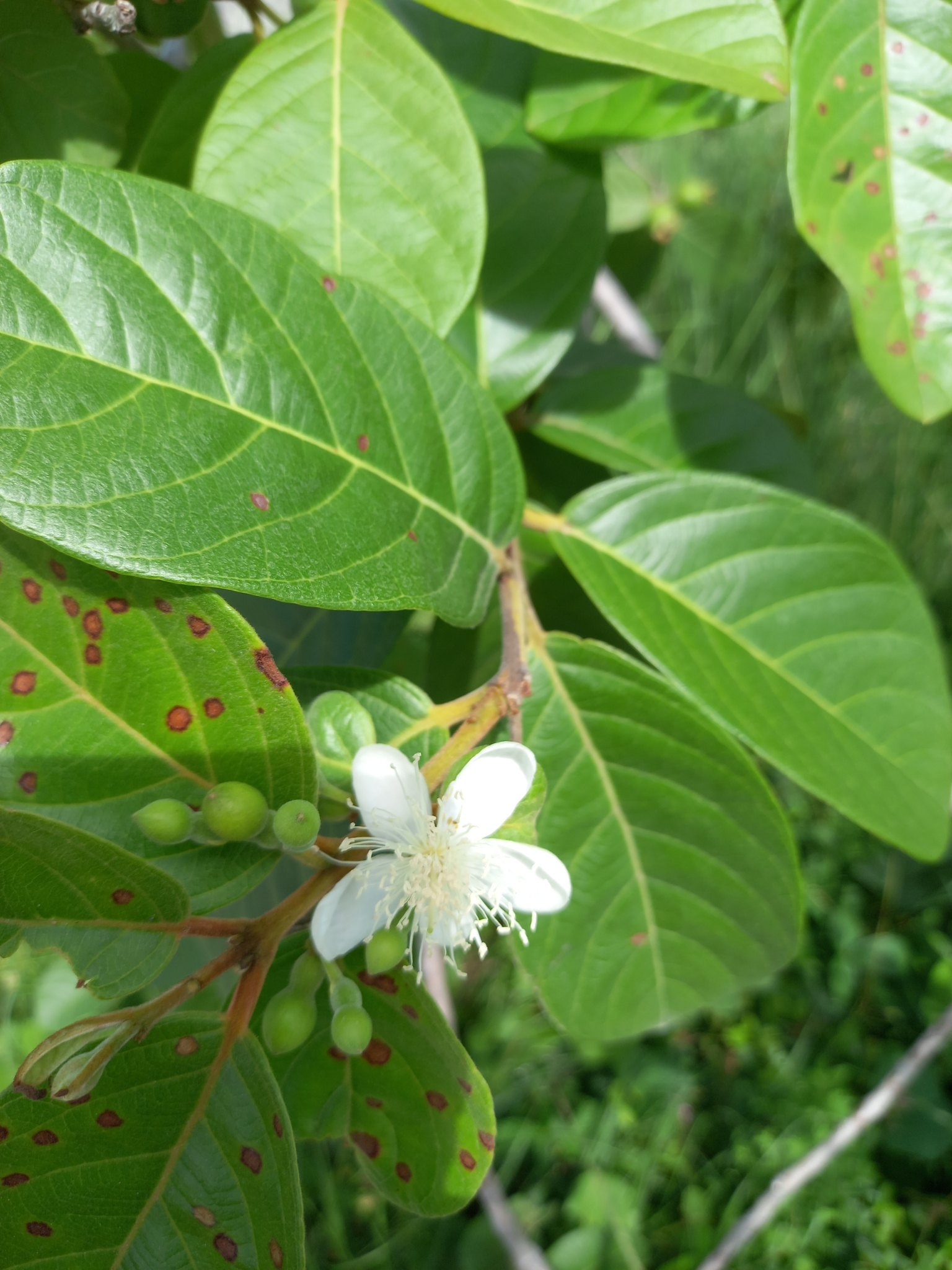 Psidium guineense