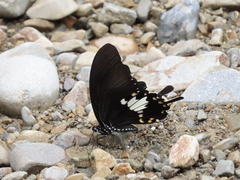 Papilio nephelus chaonulus