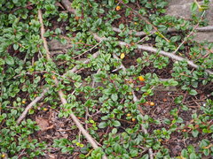 Cotoneaster rosiflorus