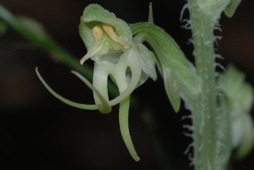 Habenaria ciliolaris