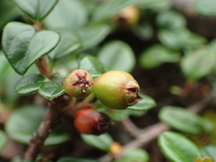 Cotoneaster rosiflorus
