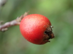 Cotoneaster rosiflorus