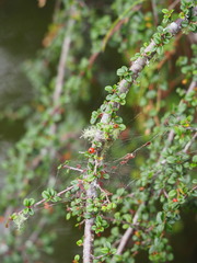 Cotoneaster rosiflorus