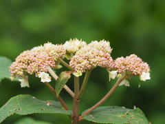 Hydrangea aspera