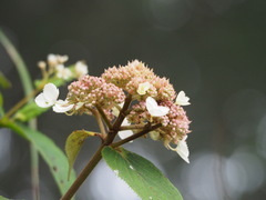 Hydrangea aspera
