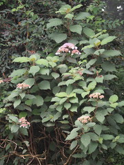 Hydrangea aspera
