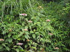 Hydrangea aspera