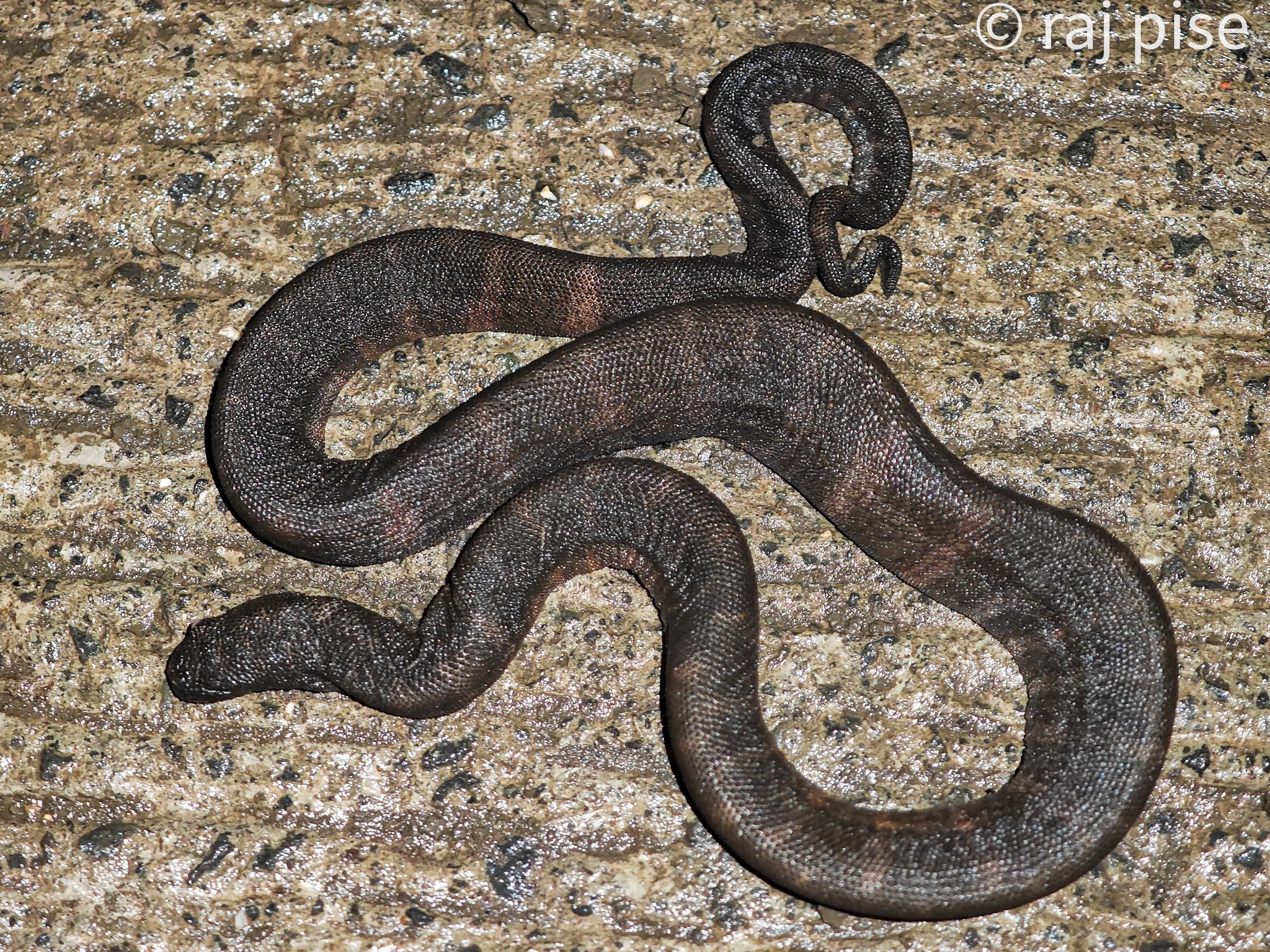 Acrochordus granulatus (Schneider, 1799)