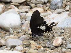Papilio nephelus chaonulus