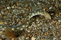 Sharptail Eel photo 4