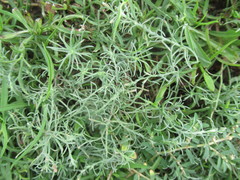 Erigeron divaricatus