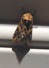 Spodoptera praefica