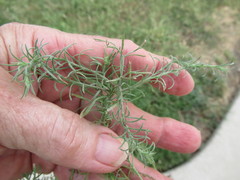 Erigeron divaricatus