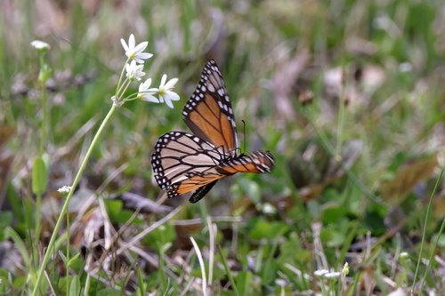 Monarch photographed in Mississippi