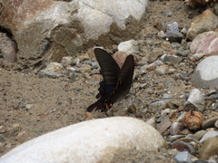 Papilio bianor thrasymedes