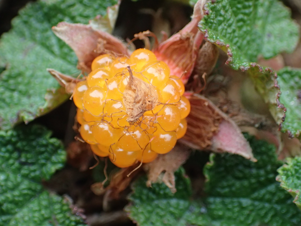 creeping Taiwan bramble