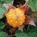 Rubus rolfei - Photo no hay derechos reservados, subido por 葉子