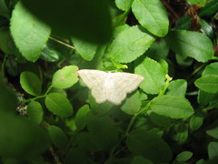 Scopula ternata