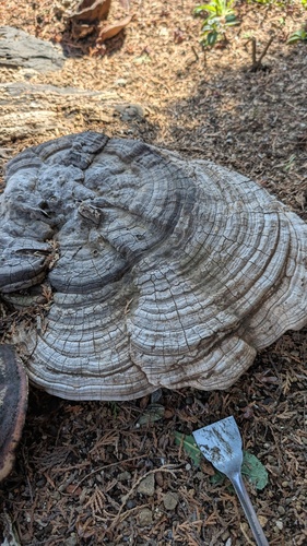 Ganoderma applanatum