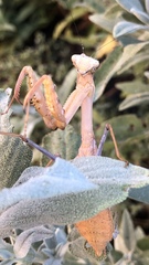 Stagmomantis limbata
