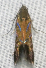 Strobisia proserpinella