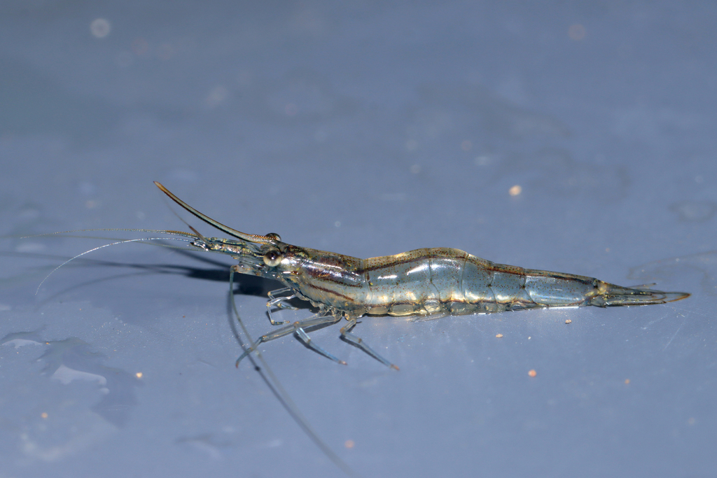 Yellow Nose Shrimp