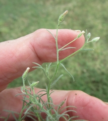 Erigeron divaricatus