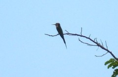 Merops superciliosus