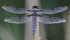 Libellula nodisticta