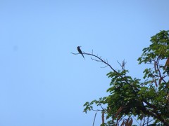 Merops superciliosus