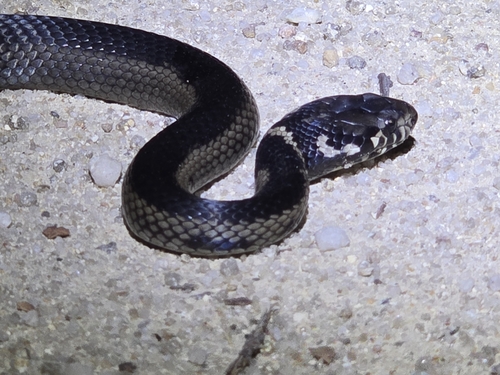 Stephens' Banded Snake sighting
